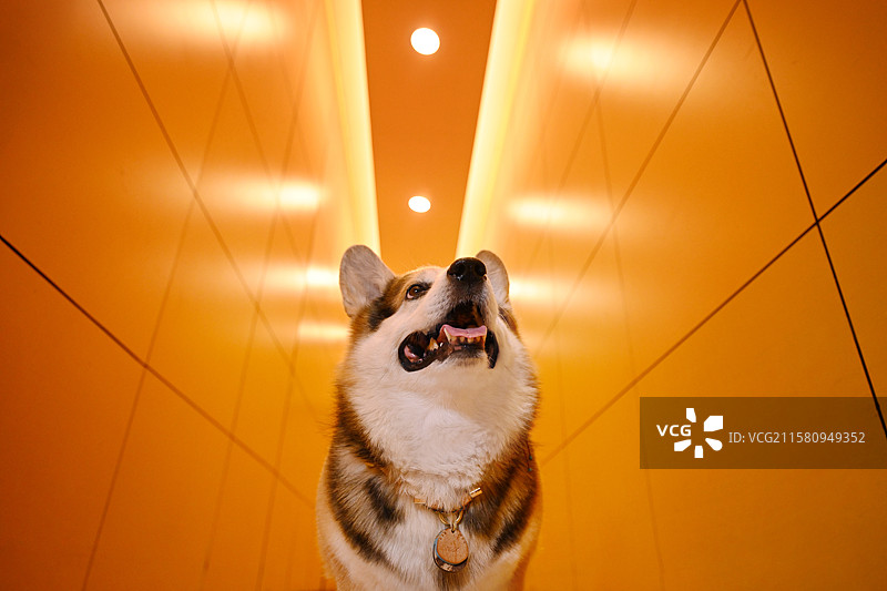 夜晚的威尔士柯基犬图片素材