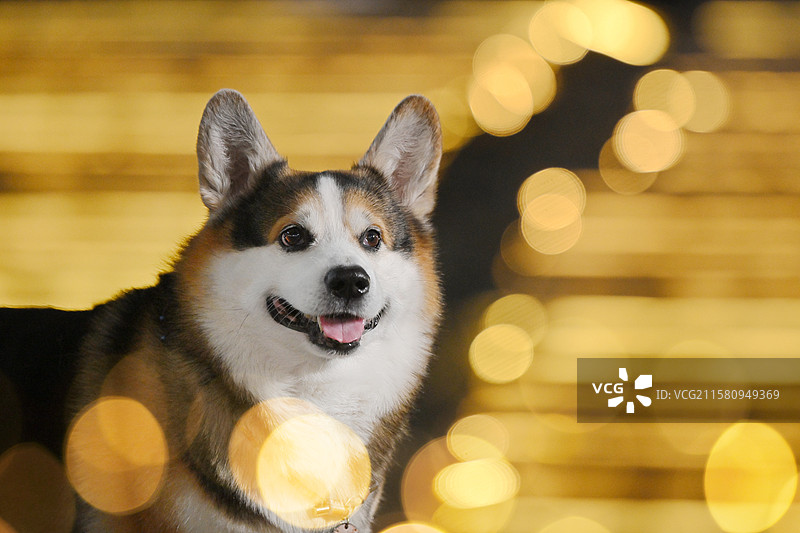 夜晚的威尔士柯基犬图片素材