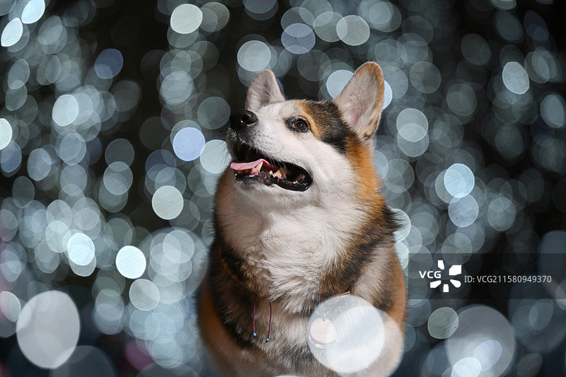 夜晚的威尔士柯基犬图片素材