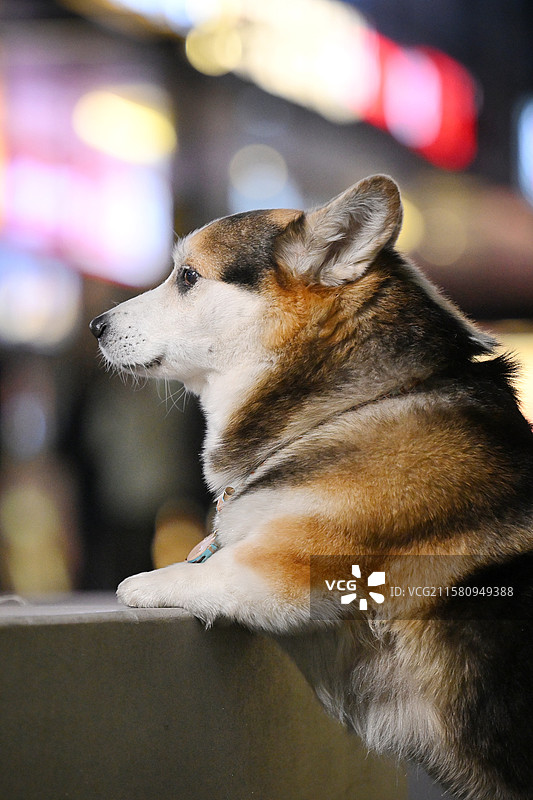 夜晚的威尔士柯基犬图片素材