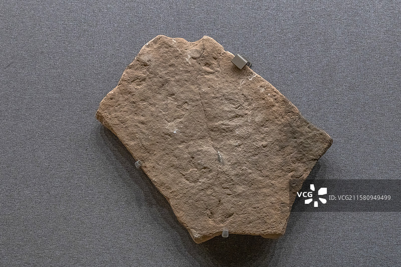 内蒙古博物院小型兽脚类恐龙足迹时代早白垩世产地内蒙古鄂尔多斯市鄂托克旗查布地区图片素材