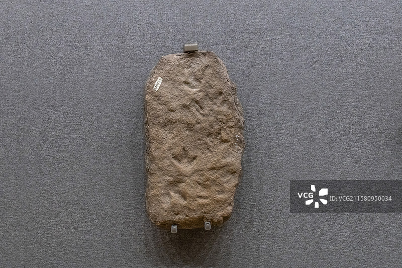 内蒙古博物院查布鞑靼鸟足迹时代早白垩世产地内蒙古鄂尔多斯市鄂托克旗查布地区图片素材