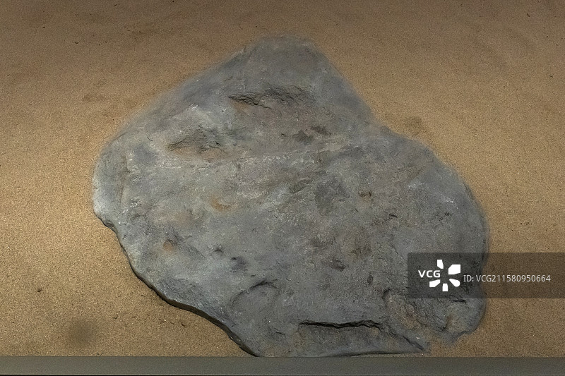内蒙古博物院跟垫亚洲足迹(行迹1组5件)时代早白垩世产地内蒙古鄂尔多斯市鄂托克旗查布地区图片素材