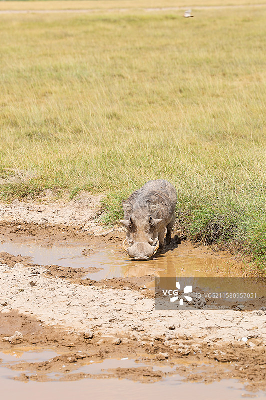 非洲肯尼亚动物保护区灰冠鹤和疣猪图片素材