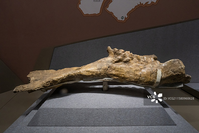 内蒙古博物院谷氏铲齿象部位下颌骨时代中新世世产地内蒙古锡林郭勒盟苏尼特左旗通古尔图片素材