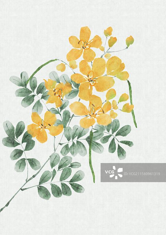 写意决明子图片素材