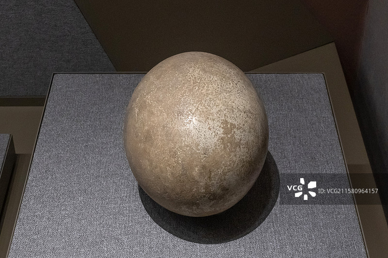 内蒙古博物院安氏鸵鸟蛋时代晚更新世产地内蒙古乌兰察布市凉城县永新图片素材