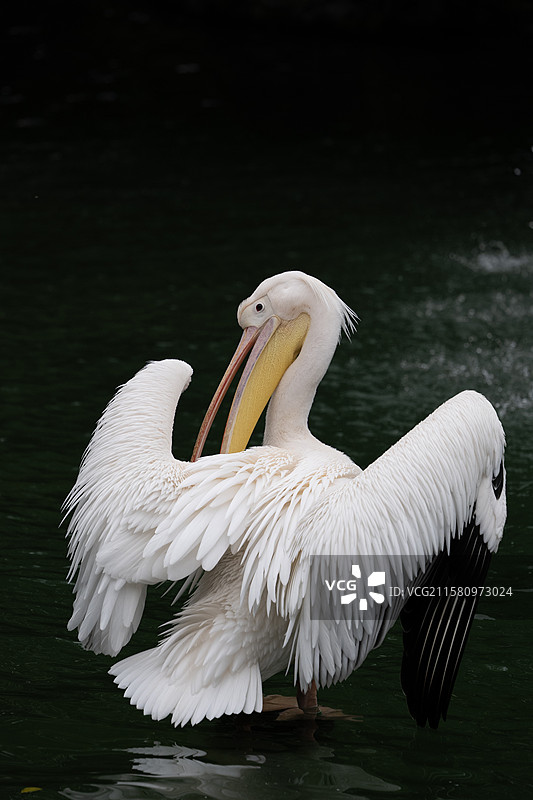 大鸟-鹈鹕图片素材