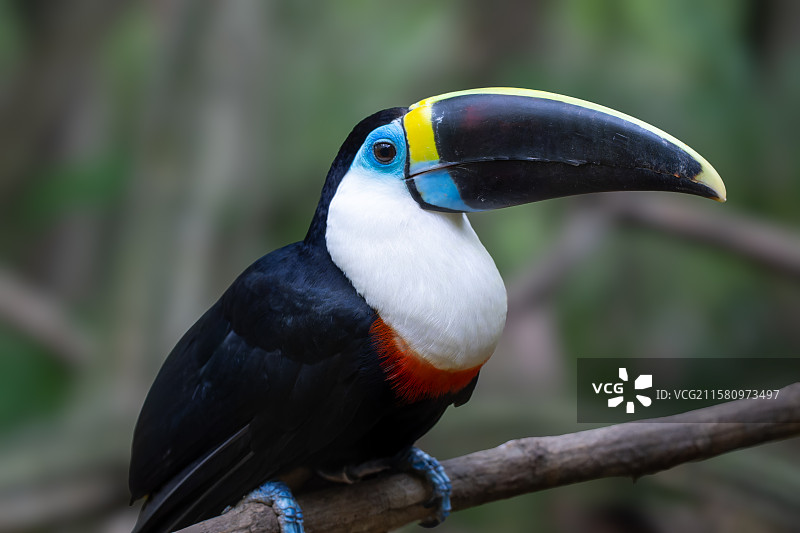 哥伦比亚红嘴巨嘴鸟图片素材