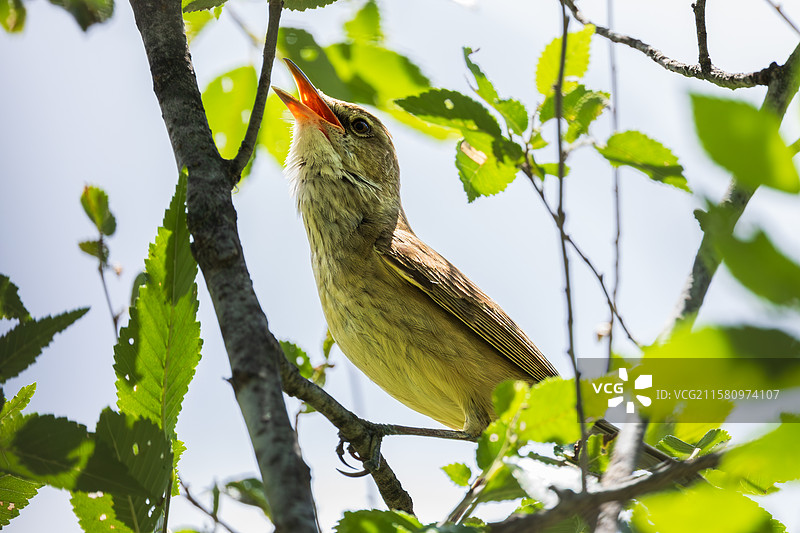 东方大苇莺图片素材