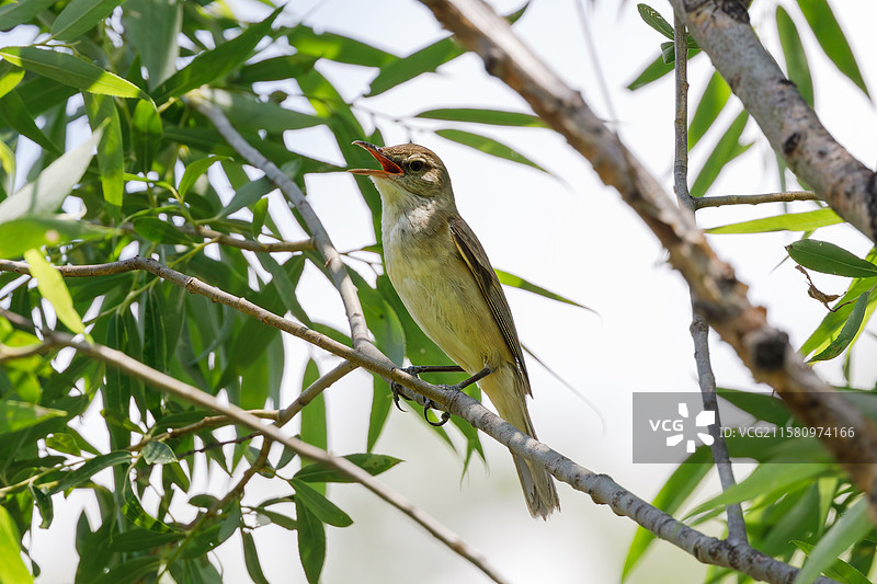 东方大苇莺图片素材
