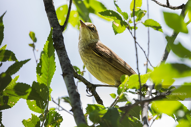 东方大苇莺图片素材