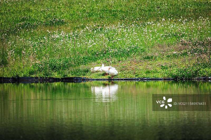 户外风光：绿色图片素材