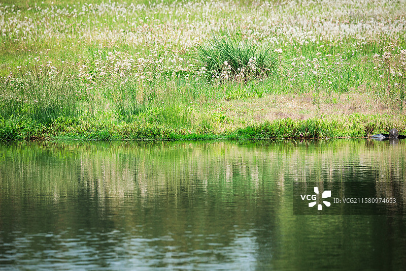 户外风光：绿色图片素材