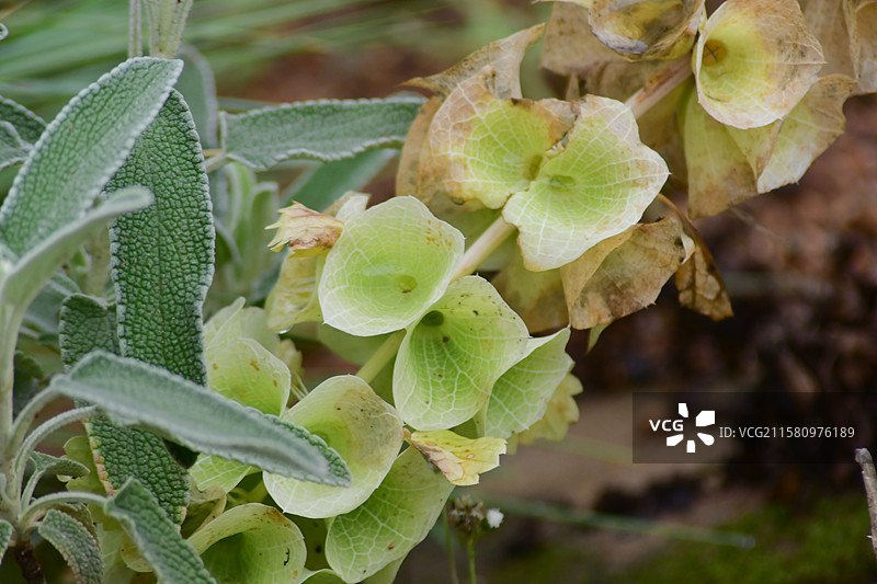 南方珍稀园林景观绿化植物-贝壳花Moluccella laevis图片素材