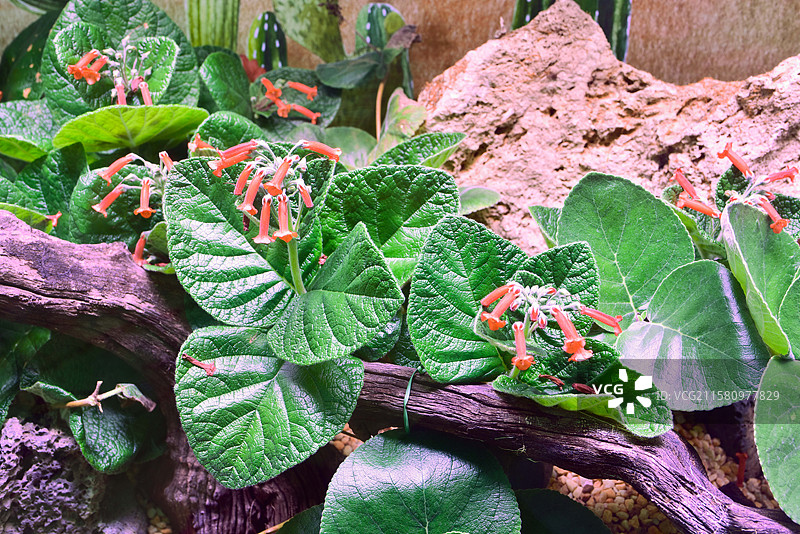 南方珍稀园林景观绿化植物-Sinningia macrostachya 革叶大岩桐图片素材