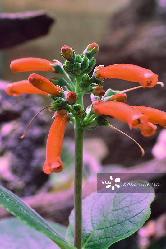 南方珍稀园林景观绿化植物-Sinningia macrostachya 革叶大岩桐图片素材