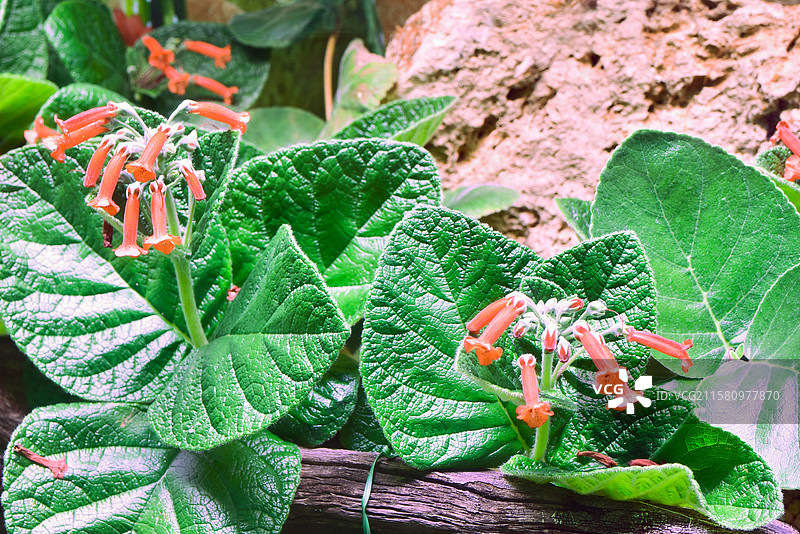 南方珍稀园林景观绿化植物-Sinningia macrostachya 革叶大岩桐图片素材