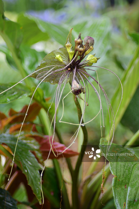 南方珍稀园林景观绿化植物-Tacca subflabellata 扇苞蒟蒻薯图片素材