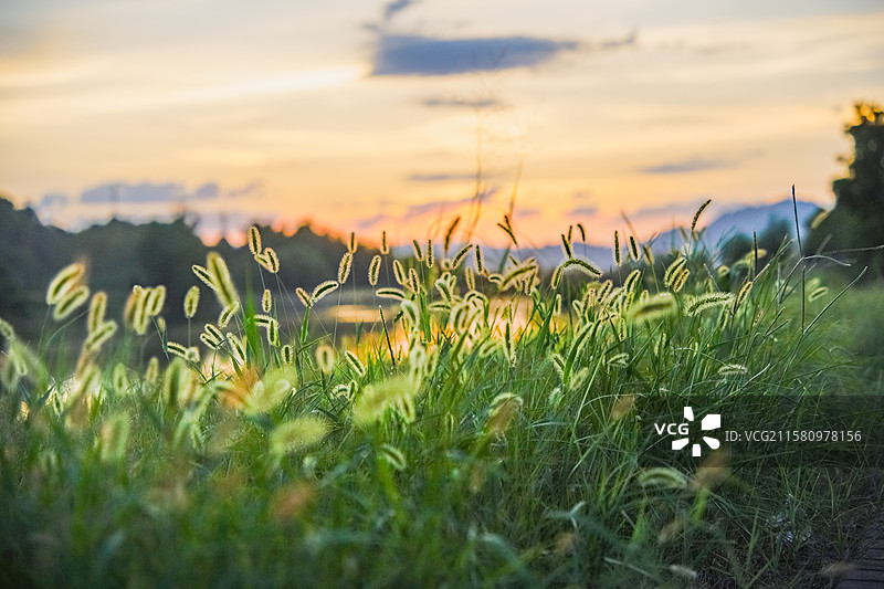 金色夕阳下的草地絮语图片素材