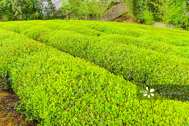 茶园采茶茶叶绿茶农业茶山图片素材
