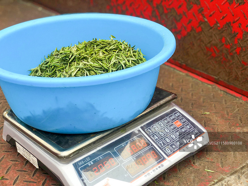 春茶茶园采茶茶叶绿茶农业芽茶图片素材