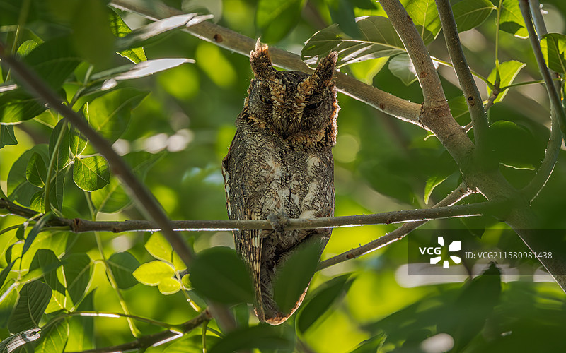 东方角鸮图片素材