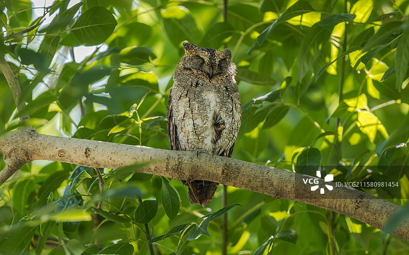 东方角鸮图片素材