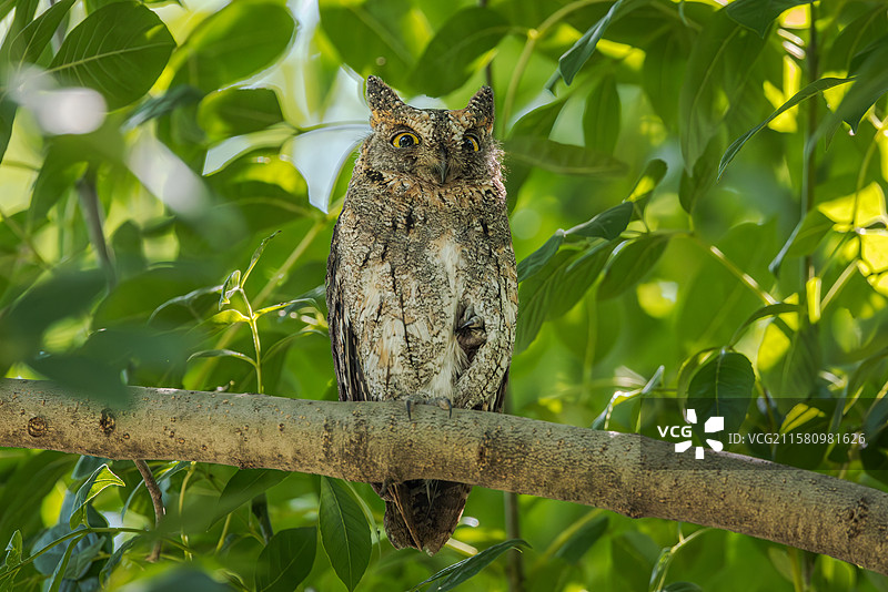 东方角鸮图片素材