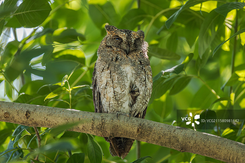 东方角鸮图片素材