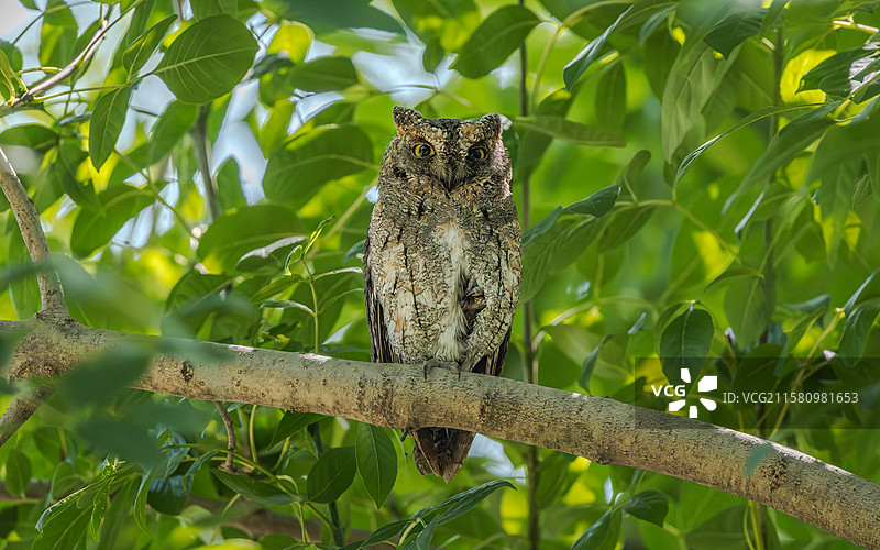 东方角鸮图片素材