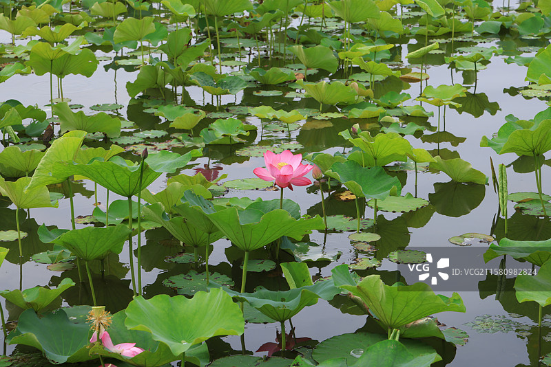 苏州石湖公园上方山荷花湖景图片素材