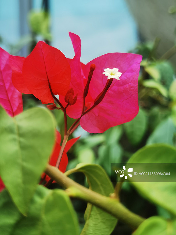 叶子花图片素材
