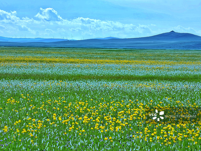 金莲川草原盛开金莲花 锡林郭勒草原图片素材