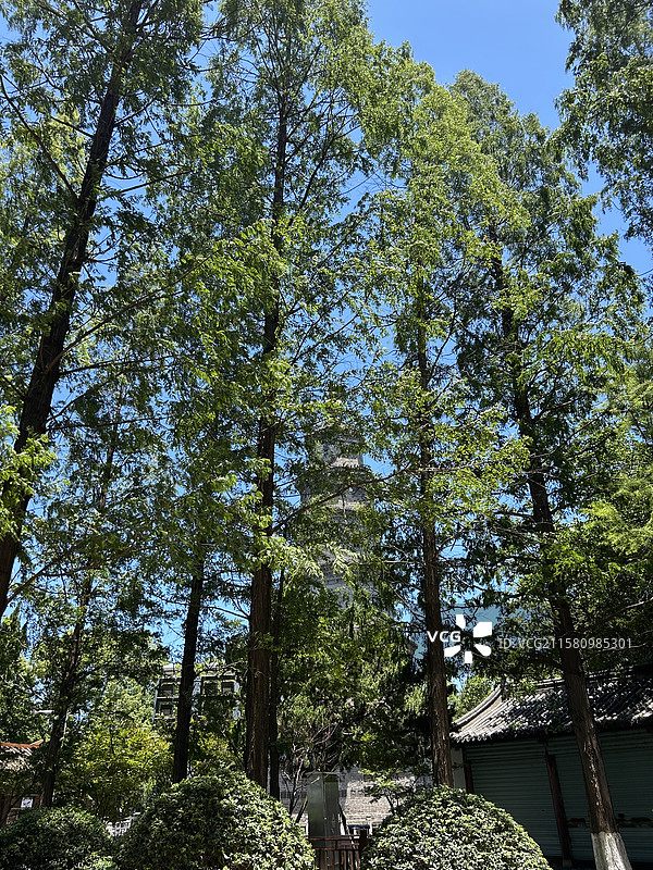 荆州万寿园古塔静立，岁月凝韵图片素材