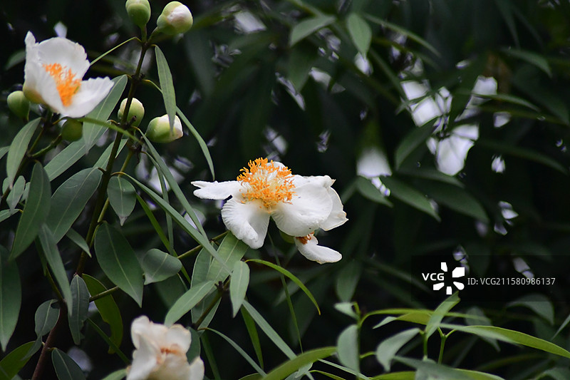 中国珍稀植物-名贵园林绿化树种-Mesua ferrea 铁力木图片素材