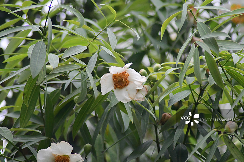 中国珍稀植物-名贵园林绿化树种-Mesua ferrea 铁力木图片素材