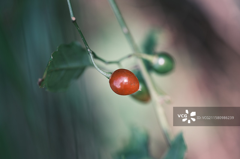 深山高山中各种各样的植物们。高清风景背景图设计素材图片素材