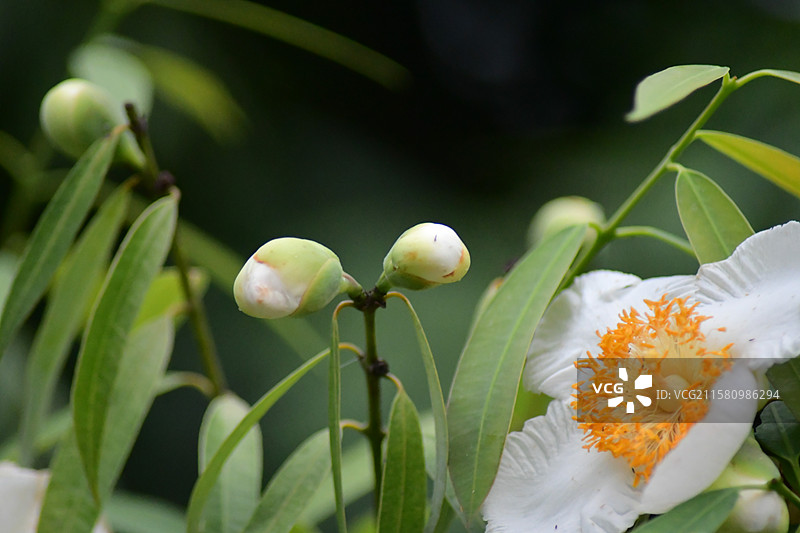 中国珍稀植物-名贵园林绿化树种-Mesua ferrea 铁力木图片素材