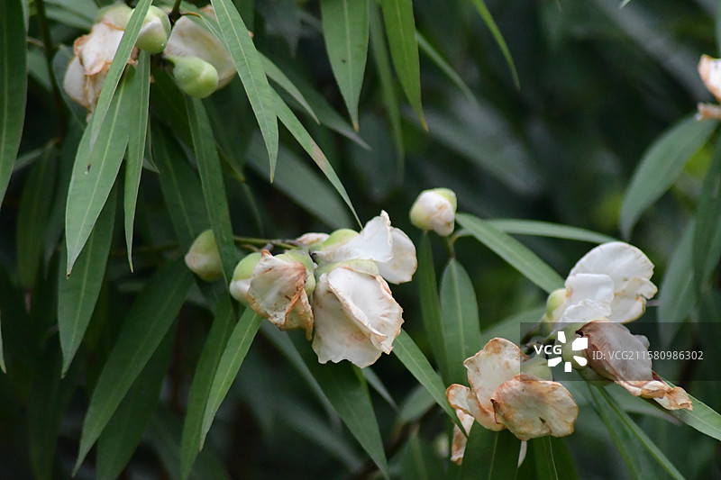 中国珍稀植物-名贵园林绿化树种-Mesua ferrea 铁力木图片素材