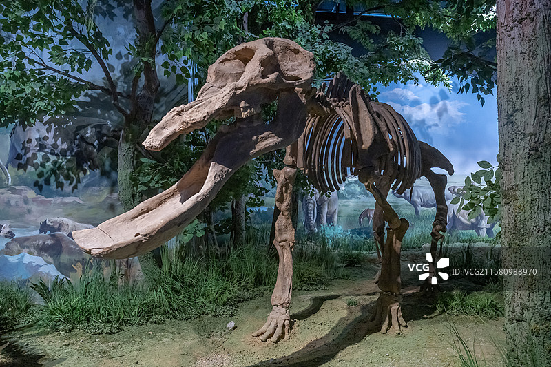 内蒙古博物院谷氏铲齿象地质年代中新世产地内蒙古锡林郭勒盟苏尼特左旗通古尔图片素材