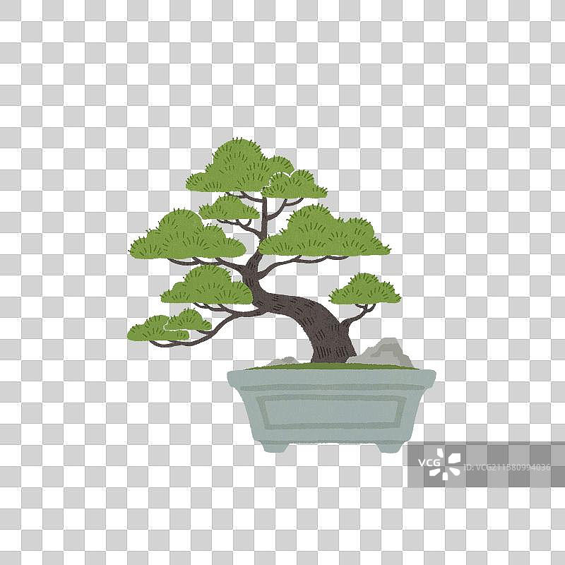 松树盆景图片素材