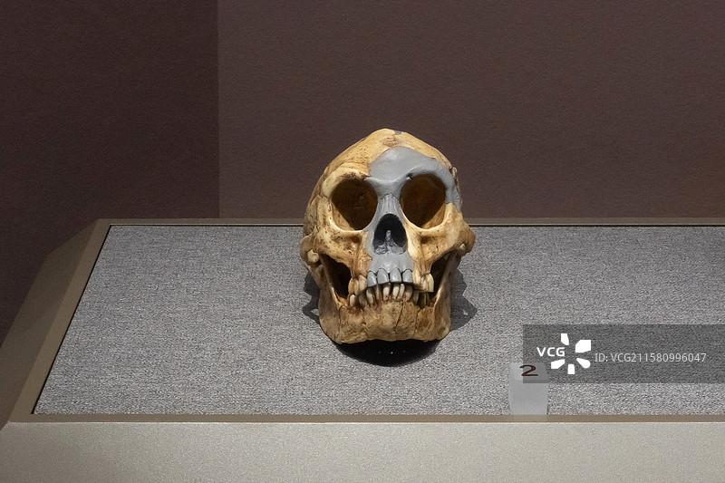 内蒙古博物院弗洛勒斯人部位头骨化石时代距今7.8-1.7万年前产地印度尼西亚图片素材