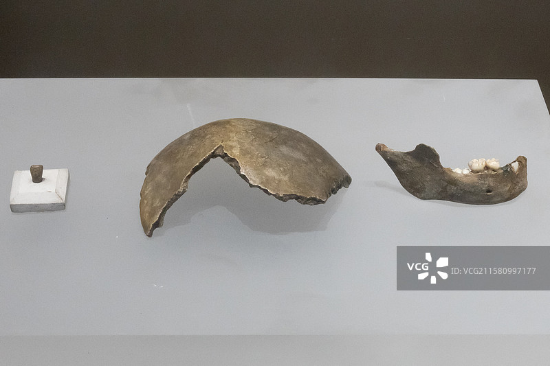 内蒙古博物院河套人化石部位门齿额骨下颌骨化石时代晚更新世产地内蒙古鄂尔多斯市乌审旗萨拉乌苏河地区图片素材