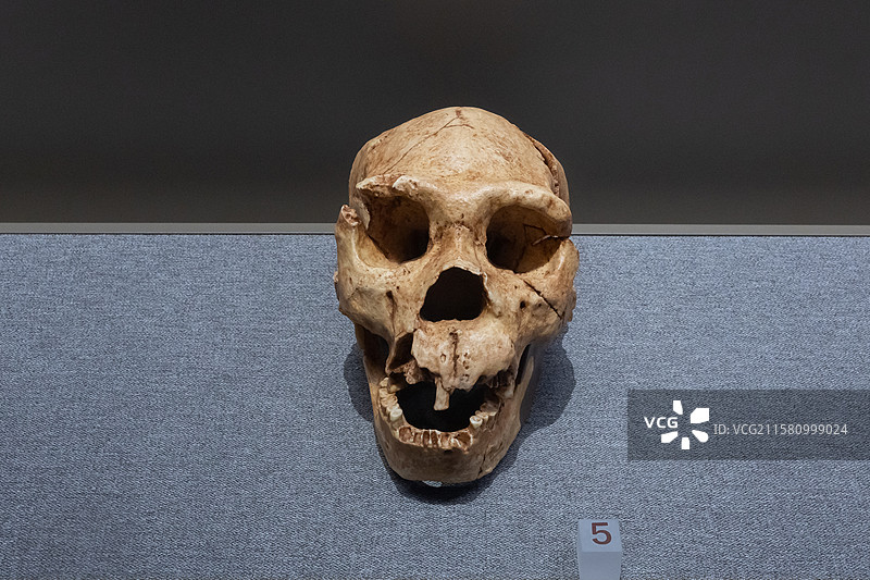 内蒙古博物院海德堡人部位头骨化石时代距今60-20万年前产地西班牙图片素材