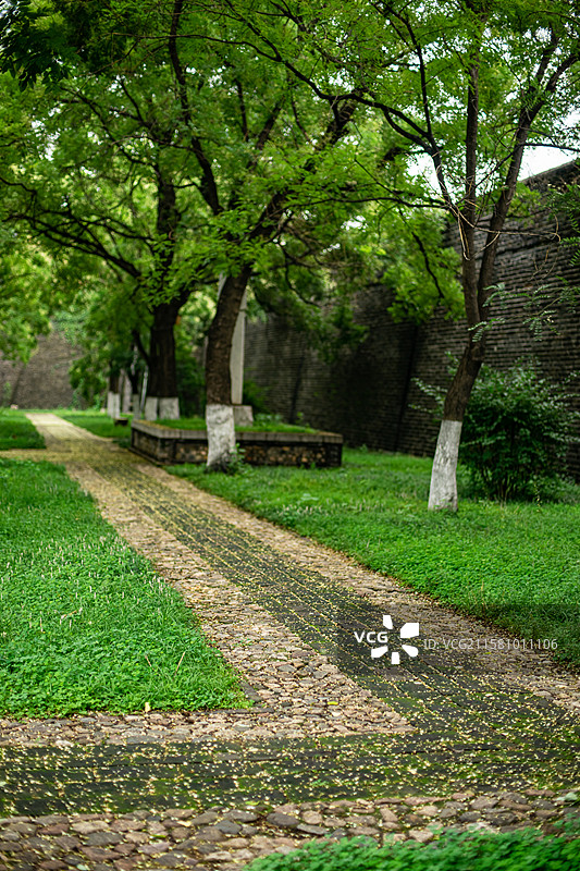 中国园林中式庭院拍摄主题，山东泰安岱庙城墙和洋槐树落的花和花园路，户外白昼无人图像摄影图片素材