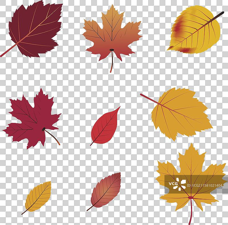 不同树种的秋天树叶集合图片素材