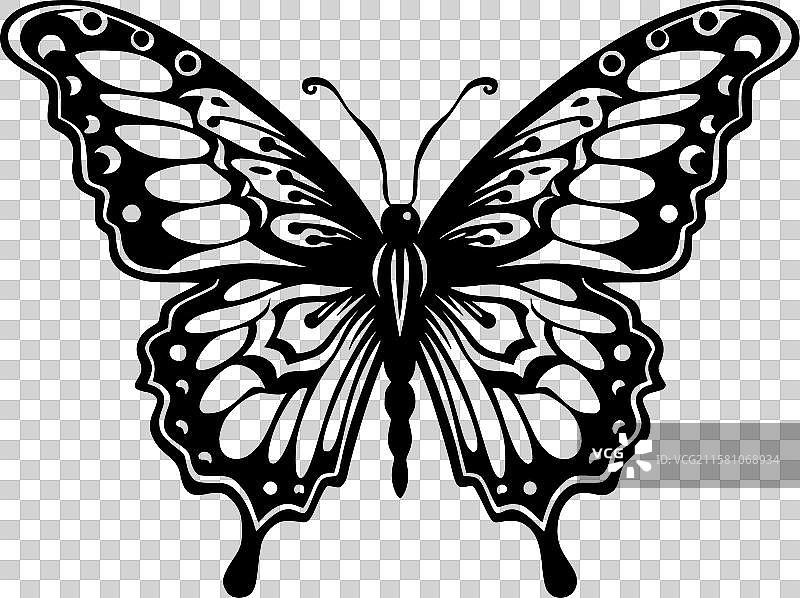 蝴蝶 - 极简和简单的轮廓图片素材