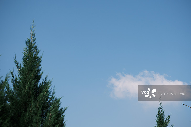 高清风景山景背景图。蓝天白云松树云海青山。一朵云图片素材