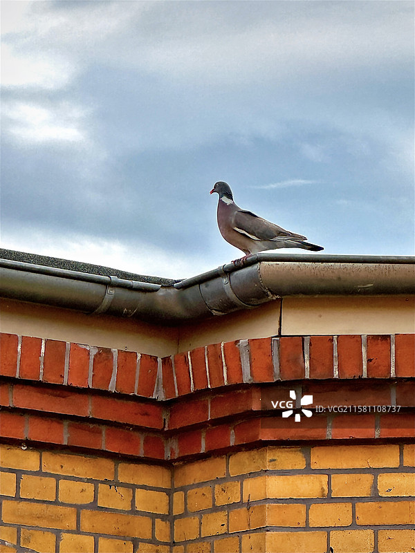 一羽临风图片素材